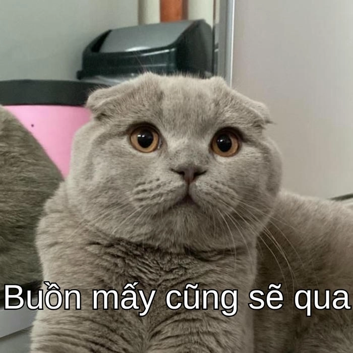 meme con mèo cố lên cổ vũ tinh thần vui nhộn 