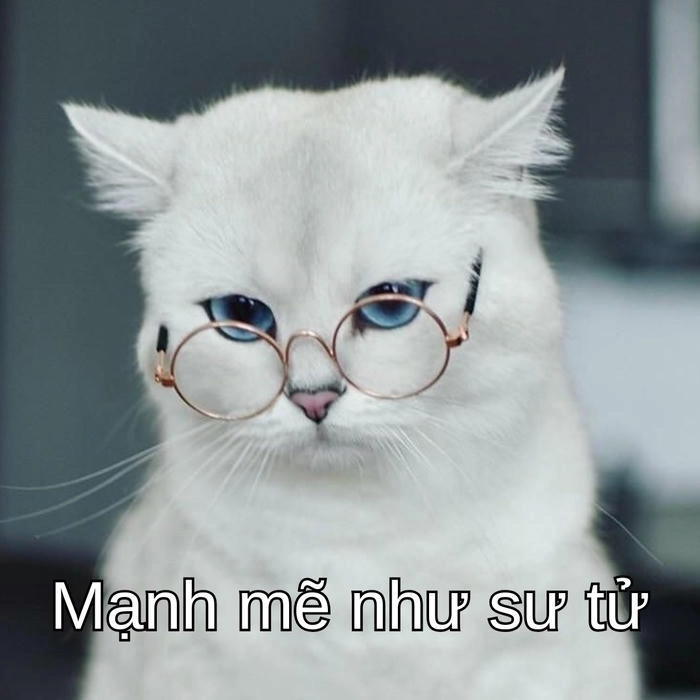 meme con mèo cố lên đang viral trên mạng 