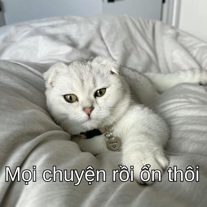 meme con mèo cố lên cute xỉu 