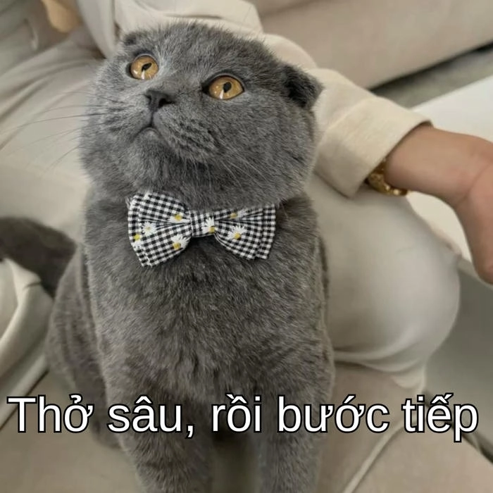 meme mèo an ủi đầy cảm xúc và nhẹ nhàng 