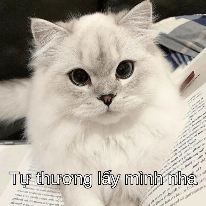 hình meme mèo an ủi lan tỏa yêu thương 