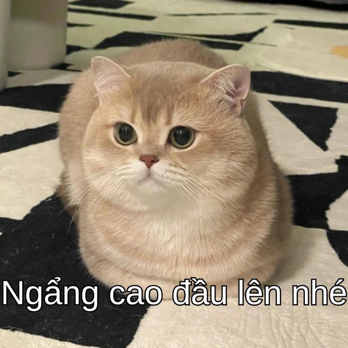 ảnh meme mèo ôm an ủi cực kỳ ấm áp 