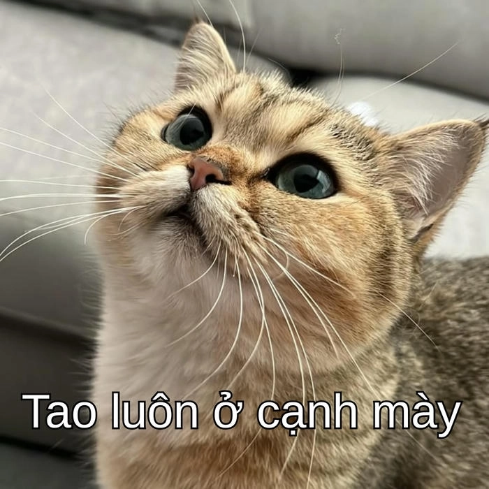 hình meme mèo ôm an ủi dễ thương cảm động 