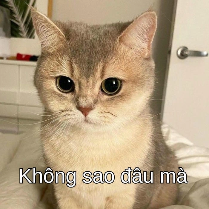 meme mèo cố lên truyền cảm hứng 