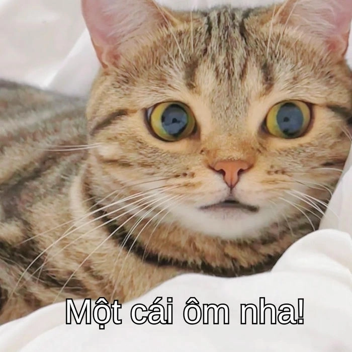 meme mèo ôm an ủi giúp xoa dịu cảm xúc 