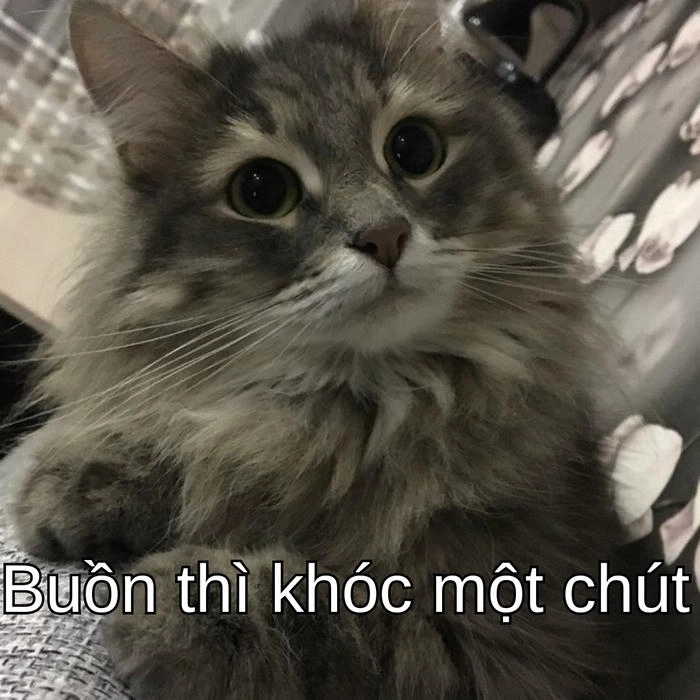 meme con mèo an ủi siêu dễ thương và ấm lòng 