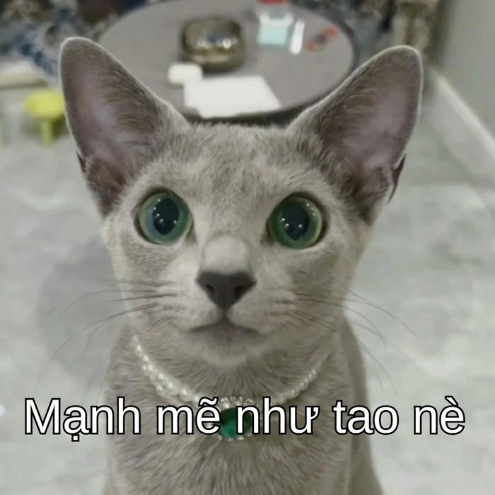 meme con mèo an ủi truyền cảm hứng tích cực 