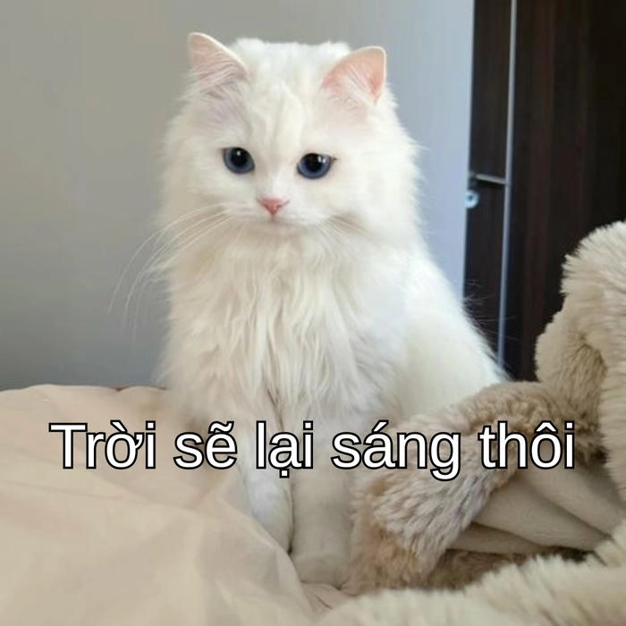 meme con mèo an ủi gây sốt 