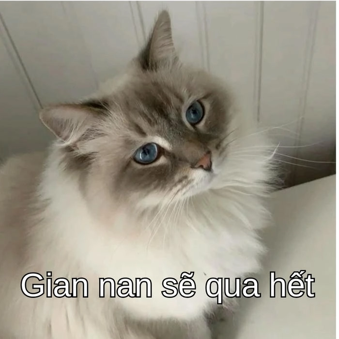 hình ảnh meme mèo cố lên động viên siêu cute 