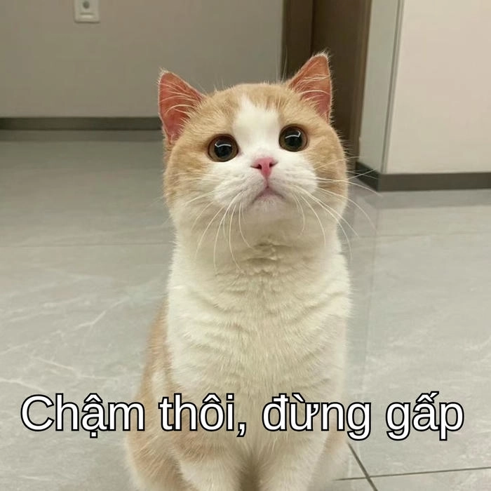 meme mèo cố lên cổ vũ tinh thần cực yêu 