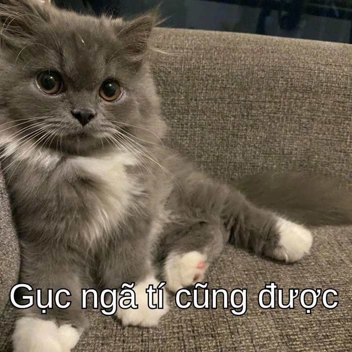 meme cố lên mèo dễ thương và đáng yêu 