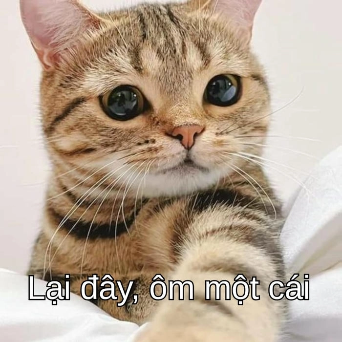 meme cố lên mèo ngộ nghĩnh siêu hot 