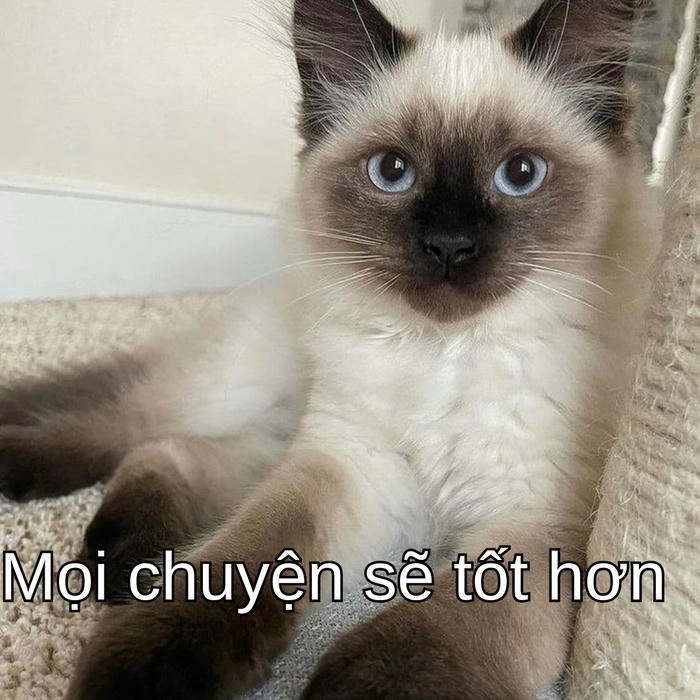 meme cố lên mèo dùng để cổ vũ bạn bè 