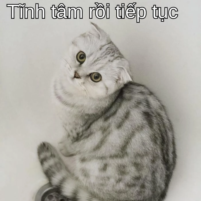 ảnh meme con mèo cố lên dễ thương 