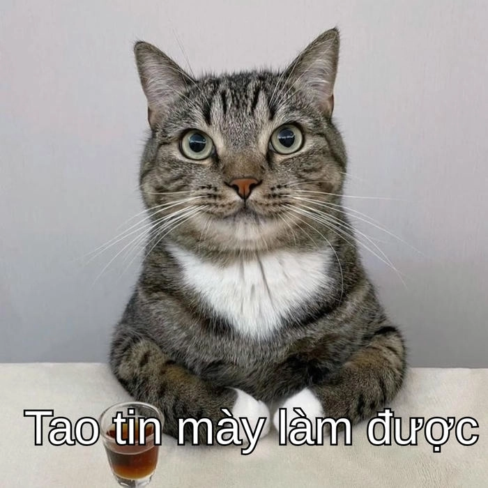 hình ảnh meme con mèo cố lên động viên cực hài 