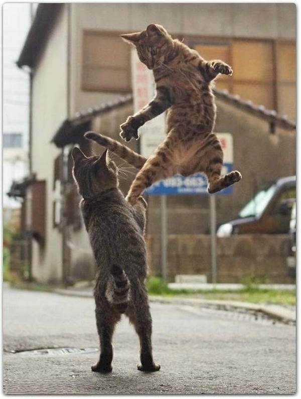 meme mèo đấm nhau chế ảnh 