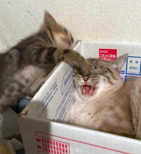meme mèo đánh lộn cực hài 