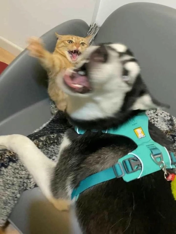 meme con mèo đánh nhau hài meme 