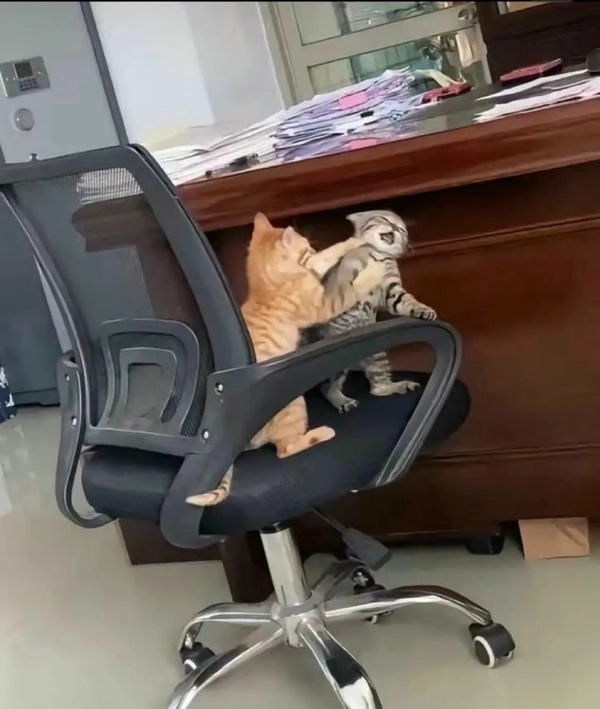 meme mèo đánh nhau ảnh chế 