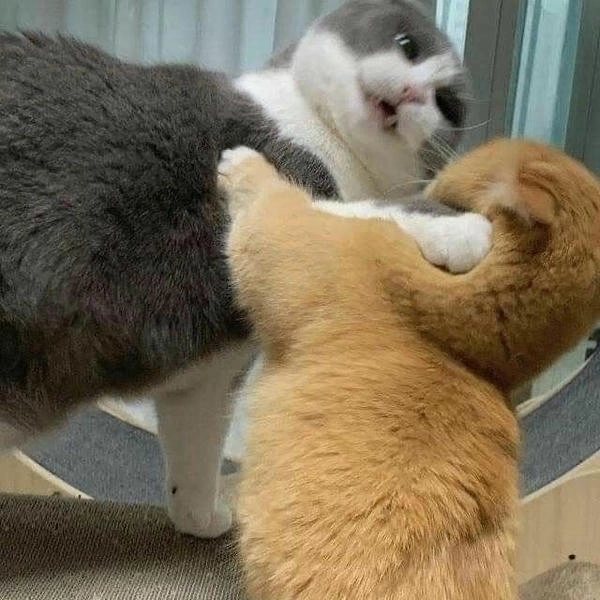 meme mèo đấm nhau buồn cười 
