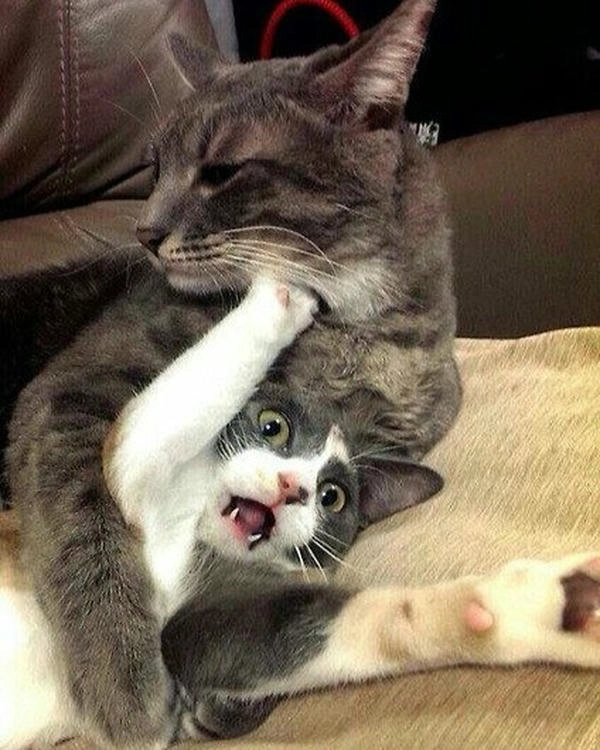 meme mèo đánh lộn troll 