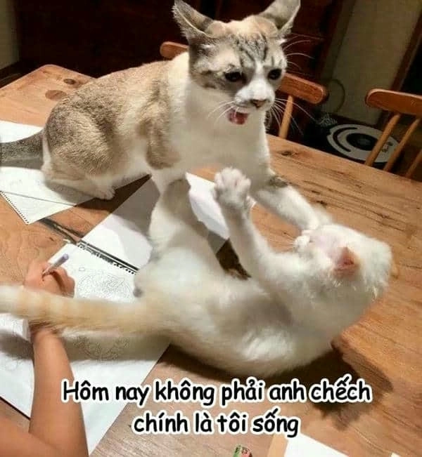 ảnh meme mèo đánh nhau cực vui 