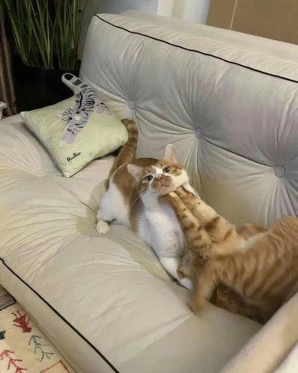 meme 2 con mèo đánh nhau cực mạnh 