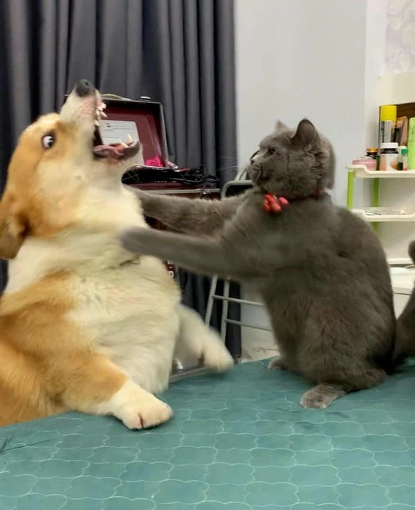 meme hai con mèo đánh nhau chế mới 