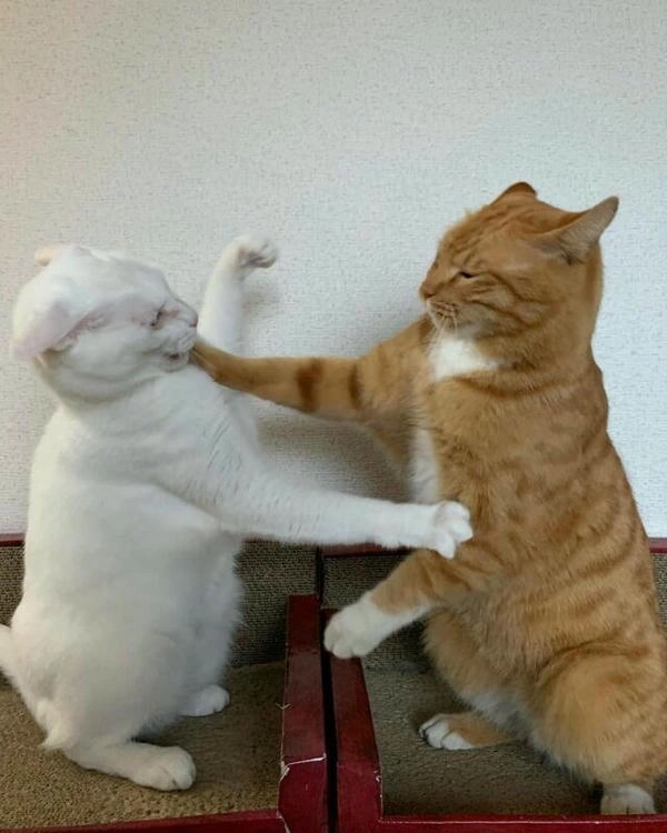meme mèo đánh lộn buồn cười 