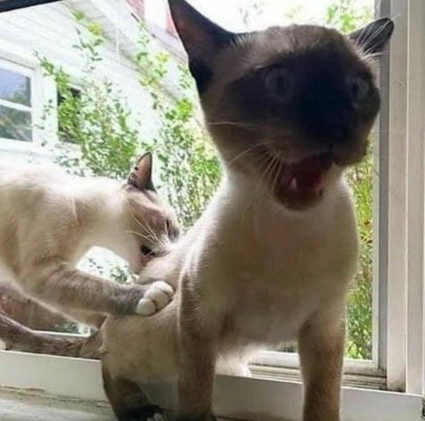 meme con mèo đánh nhau troll 