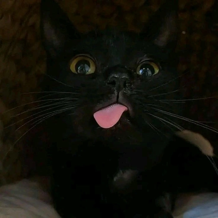 meme mèo đen cute trend mới 