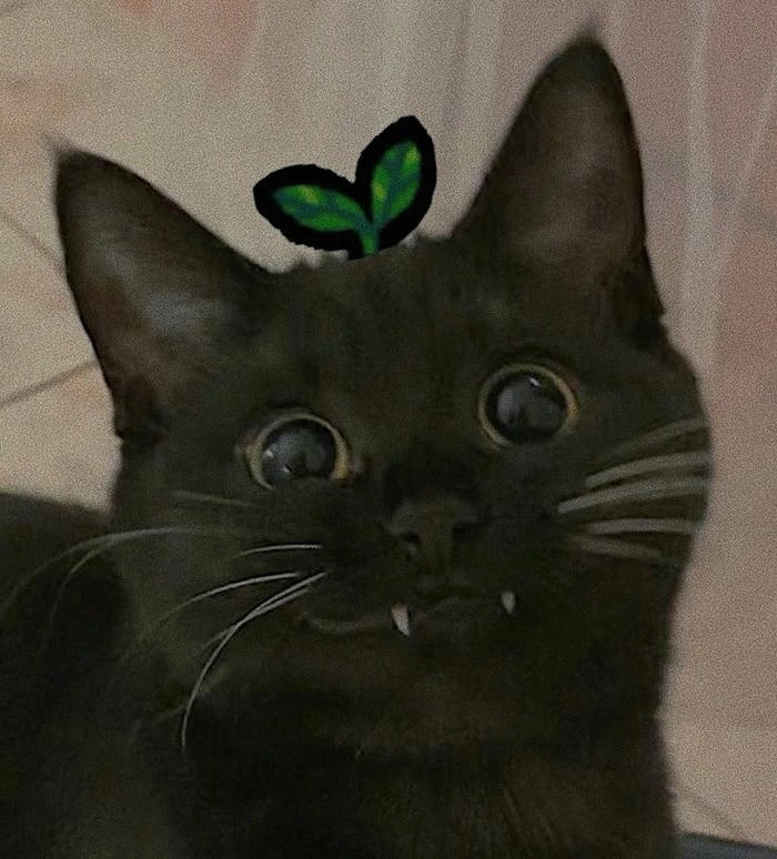 ảnh meme mèo đen siêu dễ thương 