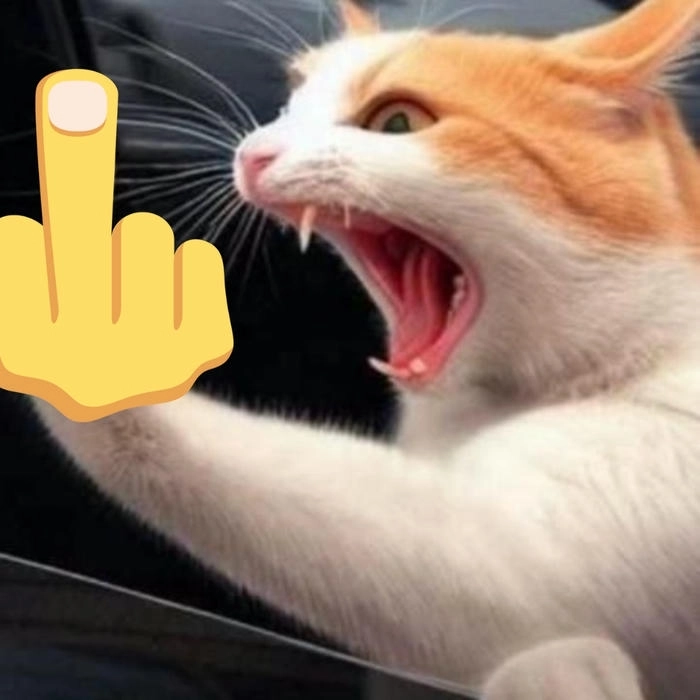 meme mèo giơ ngón giữa 