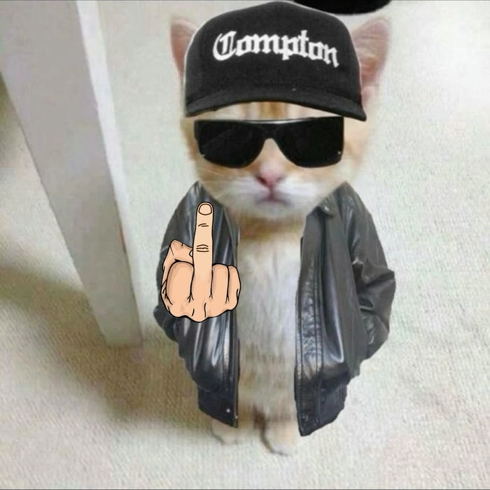 ảnh mèo meme ngón giữa 
