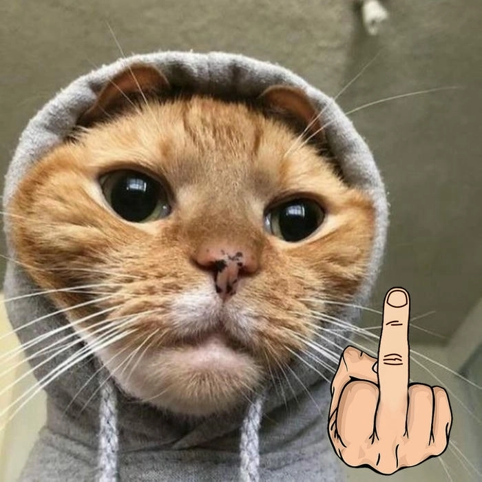 meme mèo ngón giữa 