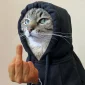 Top 147+ meme mèo giơ ngón giữa hài hước, cà khịa cực gắt