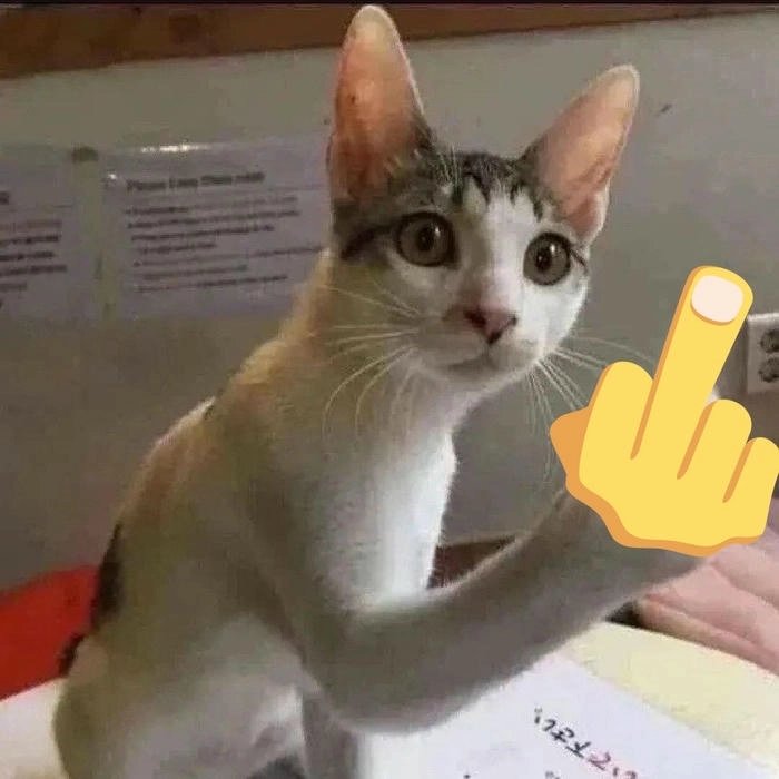 meme mèo giơ tay chửi 