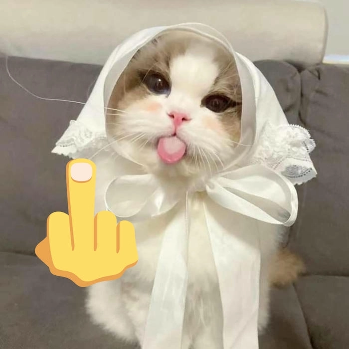ảnh hài mèo ngón giữa 