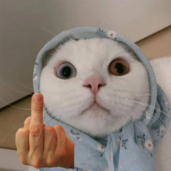 meme mèo dơ ngón giữa 