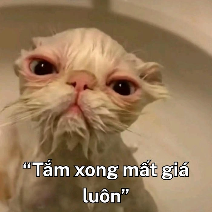 ảnh meme hài mèo hot nhất