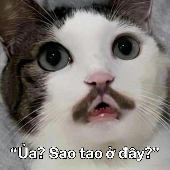 ảnh meme hài mèo cute