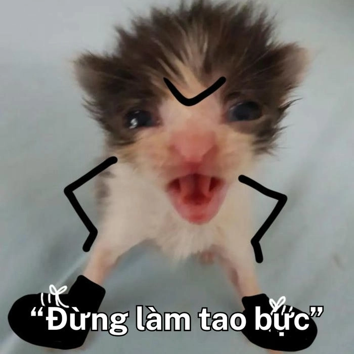 hình meme mèo hài bá đạo