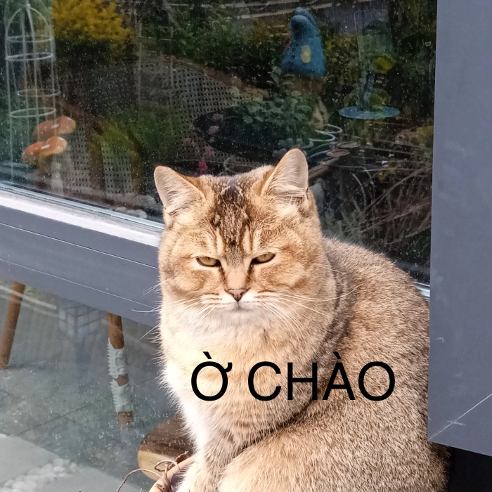 ảnh meme mèo hello với nét mặt buồn cười