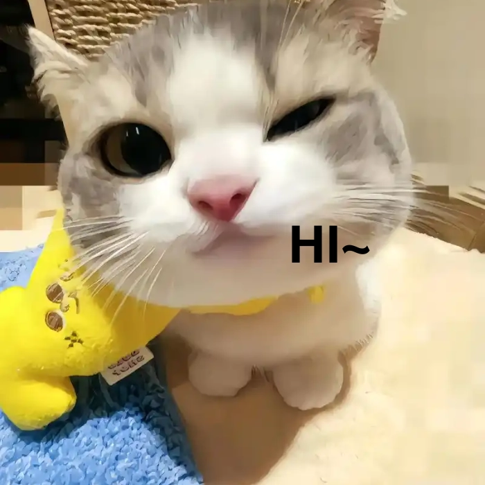 meme mèo xin chào phù hợp