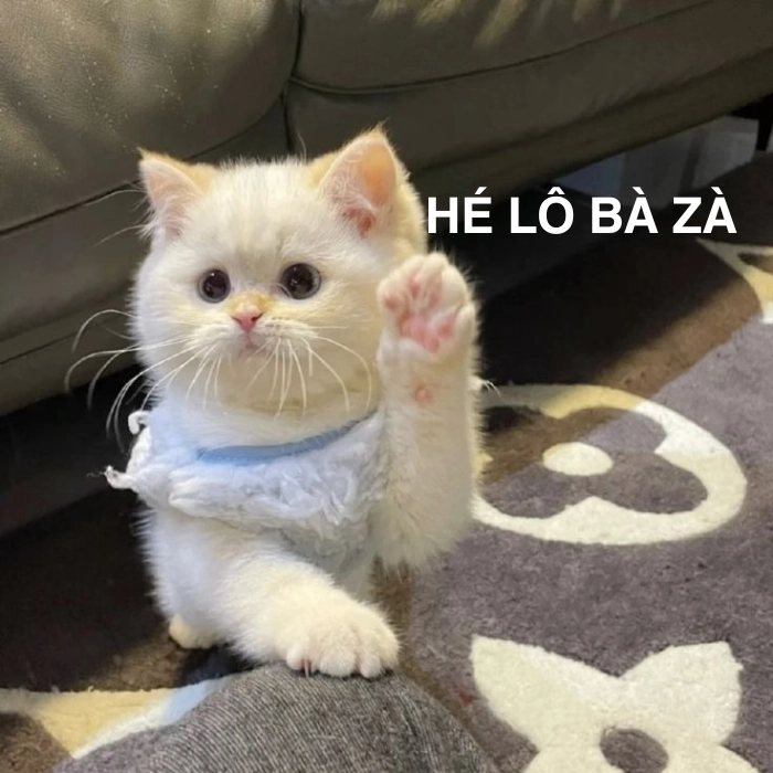 meme mèo chào tạm biệt thường dùng cuối bài