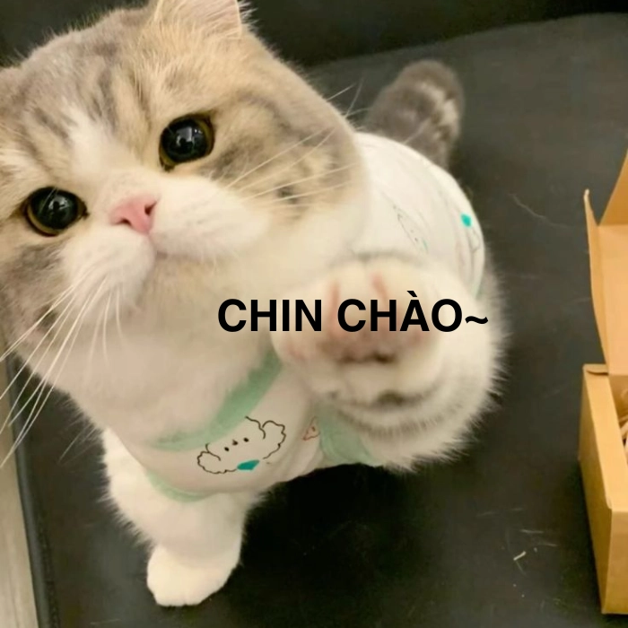 meme mèo hello đơn giản