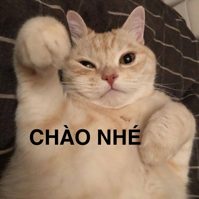 meme mèo hello hài hước