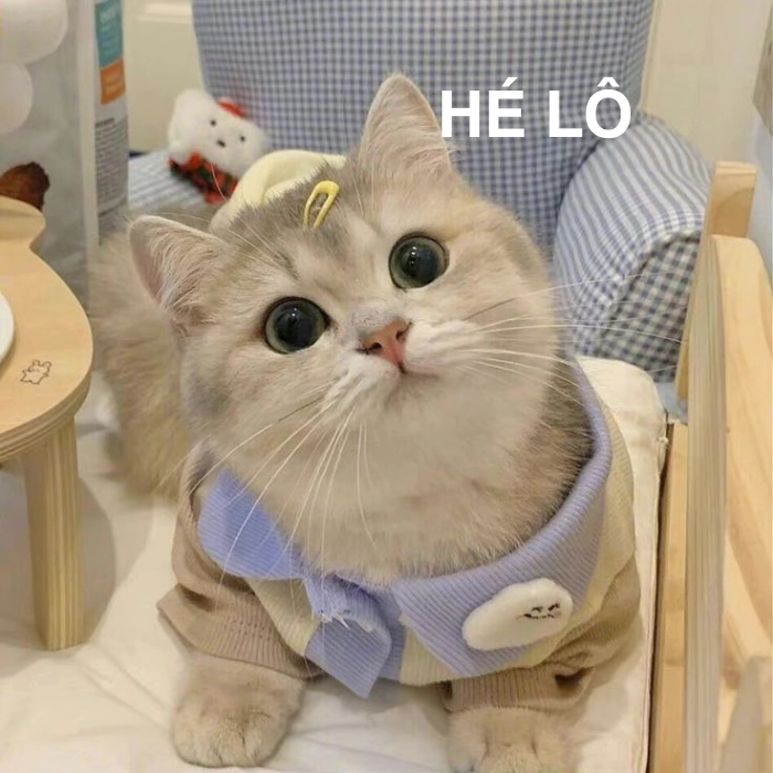 meme mèo chào cute
