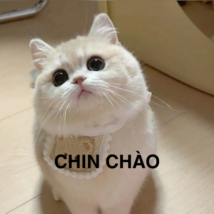 meme mèo xin chào vui