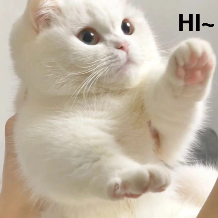ảnh meme mèo hello ngộ